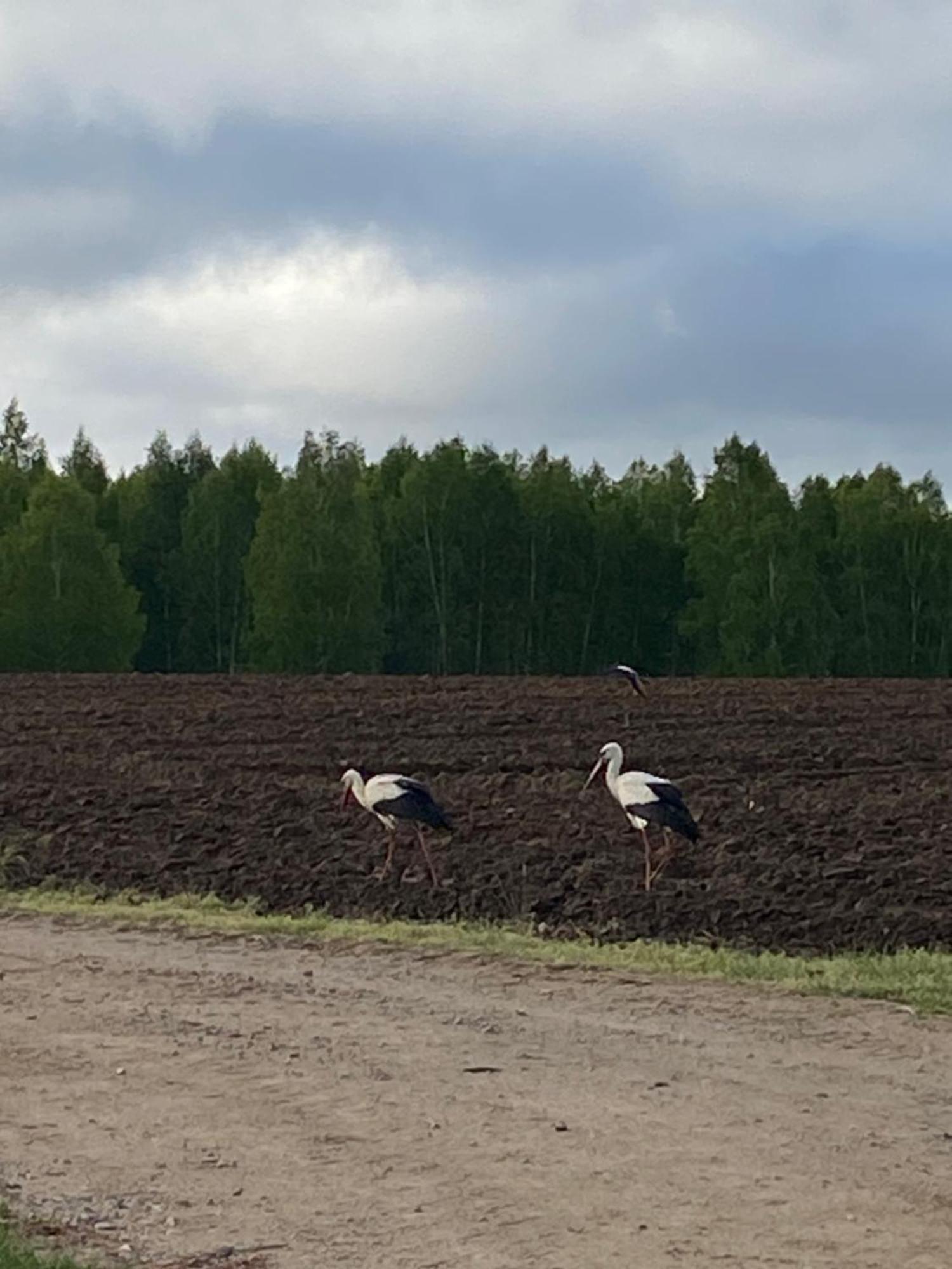 Mazurska Stodola Na Polwyspie Pilchowskim Pilchy Eksteriør bilde